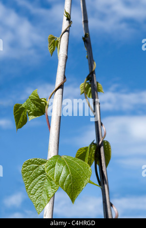 Bio selbst angebauten Runner Bean-Pflanzen aufgewachsen Stöcke im Garten in Bristol, Großbritannien Stockfoto