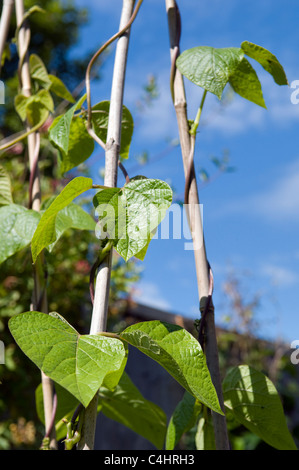 Bio selbst angebauten Runner Bean-Pflanzen aufgewachsen Stöcke im Garten in Bristol, Großbritannien Stockfoto