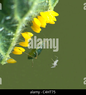 Gemeinsamen Brennnessel Blattlaus (Microlophium Carnosum) mit seiner Mauser und den Eiern von den sieben gefleckten Marienkäfer (Coccinella (Septempuncta) Stockfoto