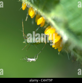 Gemeinsamen Brennnessel Blattlaus (Microlophium Carnosum) mit seiner Mauser und den Eiern von den sieben gefleckten Marienkäfer (Coccinella (Septempuncta) Stockfoto