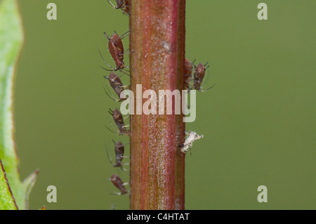 Gemeinsamen Brennnessel Blattläuse (Microlophium Carnosum) mit ihrer Mauser Stockfoto