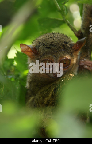 Spektrale Tarsier Indonesien gefunden in Tangkoko Nationalpark Stockfoto