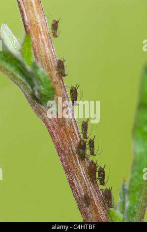 Gemeinsamen Brennnessel Blattläuse (Microlophium Carnosum), Frankreich Stockfoto