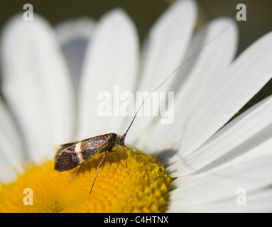 Longhorn Moth (Nemophora Degeerella), Frankreich Stockfoto