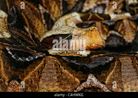 Die afrikanischen giftige Viper Bitis Gabonica auch bekannt als 'Gabun Viper' "Schmetterling Adder" "Wald Blätterteig Adder" oder swampjack Stockfoto