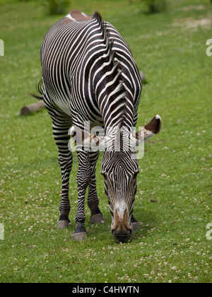 Nahaufnahme eines Zebras grasen auf dem grünen Rasen mit Klee. Stockfoto