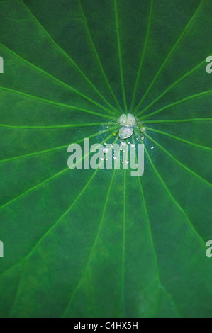 Nelumbo nucifera Blatt. Wassertropfen auf einem Lotusblatt Stockfoto