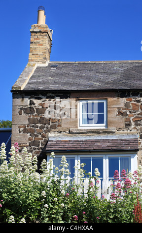 Weiße und rosa Blüten vor einem Fischerhaus am Hafen von Craster, Northumberland, North East England, UK Stockfoto