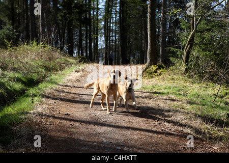 Zwei Hunde auf einem Waldweg in die Trossachs Stockfoto