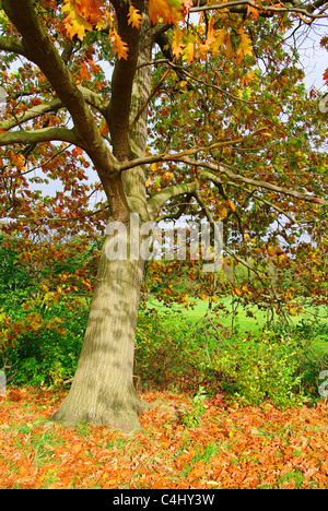 Eiche Im Herbst - Eiche im Herbst 01 Stockfoto