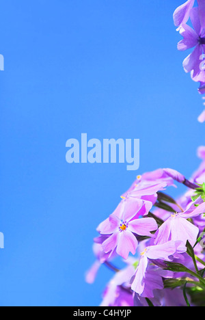 Polsterphlox - Phlox Moos 16 Stockfoto