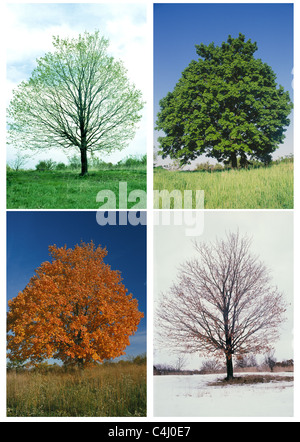 Zucker-Ahorn (Acer Saccharum) Baum in allen vier Jahreszeiten Stockfoto