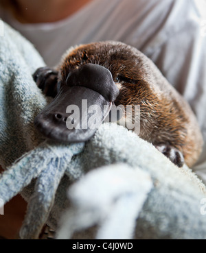 Platypus in Healesville Sanctuary, Australien Stockfoto