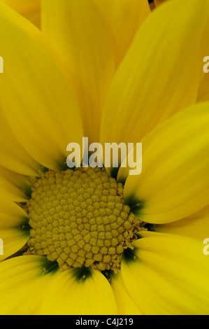 Gelbe Oxeye daisy Stockfoto