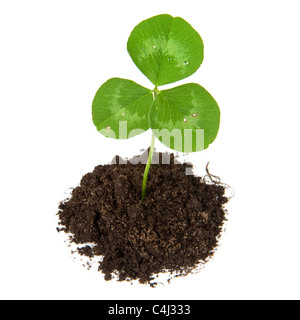 Junge Pflanze isolierten auf weißen Hintergrund Stockfoto