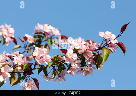 Sacura Blüte gegen blauen Himmel Stockfoto