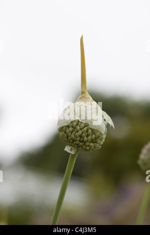 Allium Ampeloprasum Wildpflanze aus der Zwiebel Familie gerade erst zu blühen Stockfoto