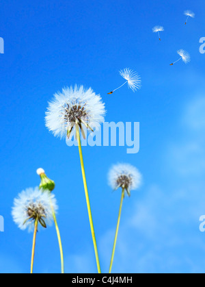 Löwenzahn Blumenfeld über blauen Himmel Stockfoto