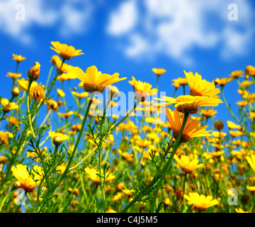 Frühling-Bereich der gelbe frische Gänseblümchen über blauen Himmel, Natur im Sommer Stockfoto