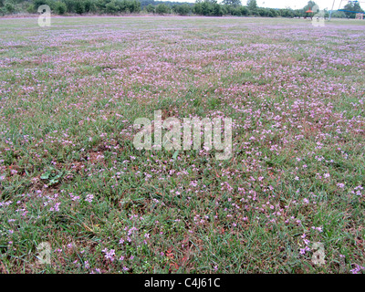 Feld voller Blüte gemeinsame Crowfoot oder Storksbill (Erodium Cicutarium), Veluwe, Niederlande Stockfoto