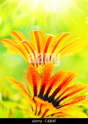 Schöne frische rote nassen Blütenköpfe, Frühling über grünen natürlichen Hintergrund, Leben Stockfoto