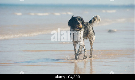 Riesiger Münsterlander Hund an einem Strand mit einem Tennisball im Mund. Stockfoto