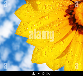 Gelbe Blume Makro Hintergrund, abstrakte Grenze über blauen Himmel nass Stockfoto