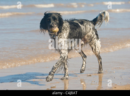 Riesiger Münsterlander Hund an einem Strand mit einem Tennisball im Mund. Stockfoto