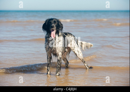 Schwarz-weiß gefärbter Riese-Munsterlander-Hund, der im seichten Meerwasser steht und mit der Zunge nach außen auf die Kamera schaut. VEREINIGTES KÖNIGREICH. Stockfoto