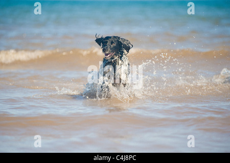 Riesiger Munsterlander Hund im Meer Stockfoto