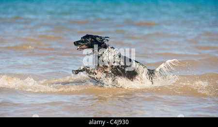 Riesiger Munsterlander Hund im Meer Stockfoto