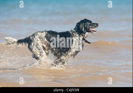 Riesiger Munsterlander Hund im Meer Stockfoto