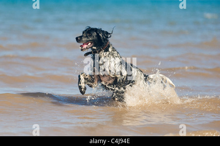 Schwarz-weiß gefärbter Riese Munsterlander Hund, der an einem sonnigen Tag im Meer spielt. Stockfoto