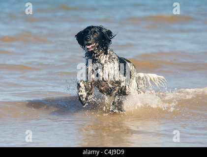 Schwarz-weiß gefärbter Riese-Munsterlander-Hund, der an einem sonnigen Tag im Meer spielt. Stockfoto