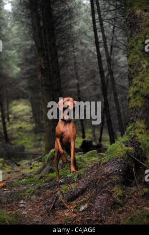 Magyar Vizsla im Queen Elizabeth Forest Park am Ufer des Loch Ard Stockfoto