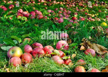 Äpfel auf dem Rasen im Obstgarten. Stockfoto