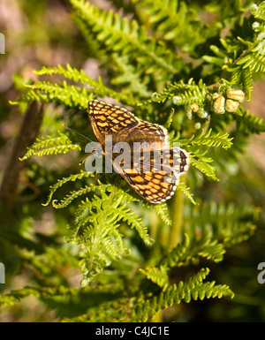 Female Heide Fritillary Schmetterlinge Melitaea Athalia auf Bracken Exmoor Somerset Stockfoto