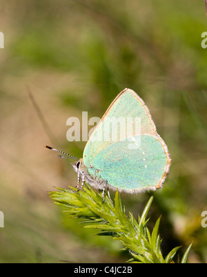 Grüner Zipfelfalter Schmetterling Callophrys Rubi auf Ginster eines seiner vielen Larven Nahrungspflanzen Stockfoto