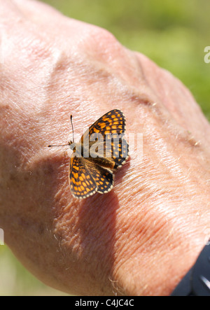 Seltene Heide Fritillary Butterfly Melitaea Athalia rückfettender Salz behält sich vor, von einer menschlichen hand Stockfoto