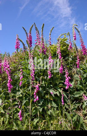 Türme von der gemeinsamen Fingerhut Digitalis Purpurea kolonisieren ein Exmoor hedge-bank Stockfoto