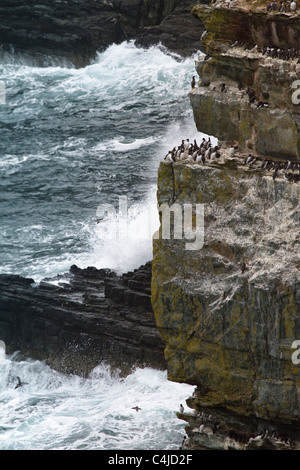 Gemeinsamen Guillemot oder Common Murre oder Thin-billed Murre (Uria Aalge) Stockfoto