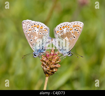Gemeinsame blauer Schmetterling Polyommatus Icarus verpaart paar zeigt das Männchen Weibchen auf der rechten Seite und links Stockfoto