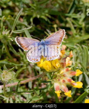 Abweichende Farbe Form wahrscheinlich von der weiblichen gemeinsame blaue Schmetterling Polyommatus Icarus Mendips Somerset Stockfoto