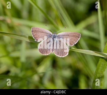 Der kleine blaue Schmetterling Cupido Weg ruht auf einem Grashalm Stockfoto