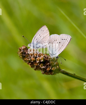 Paar kleine blaue Schmetterling Cupido Zip gedeckt Stockfoto