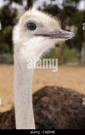 Strauß Stockfoto