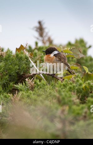 Gemeinsamen Schwarzkehlchen (Saxicola Torquata) männlich Stockfoto