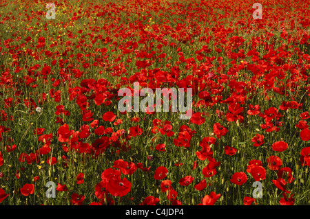 rote Mohnblume Stockfoto