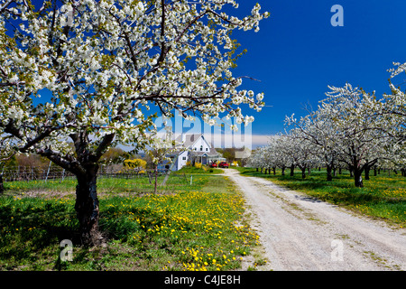 Ein Obstgarten Bauernhaus auf der alten Mission Halbinsel, Michigan, USA. Stockfoto