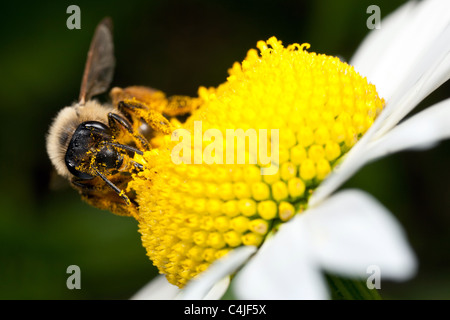 Einsame Biene Fütterung auf eine Daisy Blume Stockfoto